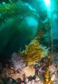 Kelp Diving in the Channel Islands. Southern California. 