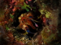 Dark Mantis Shrimp, Neogonodactylus curacaoensis, Congo Cay, U.S. Virgin Islands 
