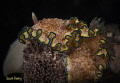 Glossadoris cincta with eggs on a black sponge.  Guam 