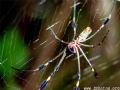 Golden silk spider hangs out near marshes. Their web is strong enough to hold a flying fish were it to jump into it. 