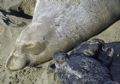 eleghant seal mother wiyh newborn pup taken with nikon 80-200 zoom 