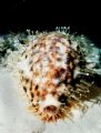 Tiger Cowrie with its mantle out on a night dive at the Rowley Shoals. 