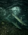 Above or Under ??? Whitetips reef sharks hunting at night at Manuelita coral reef. 