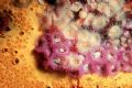 Cliona sponge and jewel anemones
Nikonos with macro lens and flash 