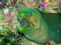 This picture of a Morey Eel was taken in Belize using an Olympus C-750 Ultra Zoom. 