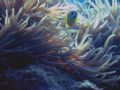 Natural Light, " Clownfish on Anemone " 