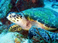 This was one of several turtles seen April 2007 in Playa del Carmen 