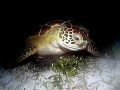 Turtle at Coral Gardens
Provo, Turks and Caicos 