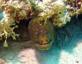 Moray Eel at Isla Mujeres.  Taken with a Canon Poweshot SD 550. 