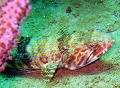 Lizardfish seen at Tobago June 2007.  Photo taken with a Canon PowerShot SD 550. 