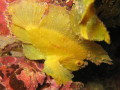 Leaffish on Pink Reef - Shimoni - Kenya 