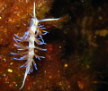 This is a tiny sea slug - I mean super macro, like one centimeter long!

Dejra, Gozo, Malta,  