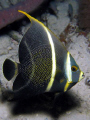 French Angelfish, nigth dive, Bonaire 