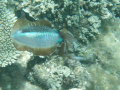 cuttle fish nuku'alofa harbour reef tongatapu very friendly 