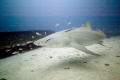 No Bull! Lemon Sharks migrate through the coastal waters off Southeast Florida every winter. The photograph of this shark was taken off Jupiter, Florida near the wrecks of the Bonaire and Miss Jenny. 