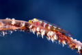 Wire Coral Goby. Not an easy shot to get in the current. Third dives a charm :) Taken with my Canon 20D W/60mm macro. 