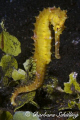 A yellow seahorse parading over the muck of Lembeh Strait. Taken with a Canon EOS 20D in a Sealux Housing and a 60 m macro lens, manual Subtronic strobe. 