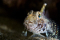 Close up portrait of a blenny.

Nikon D80, 60mm, 2 x ds 51.

From the temperate waters of Victoria, Australia 