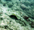 Sand Ray on the Inside Reef at Lauderdale by the Sea 