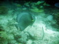 Grey Angelfish on the Inside Reef at Lauderdale by the Sea 