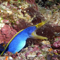 Blue Ribbon Eel. photo taken with Olympus C4000 and Ike DS-125 strobe 