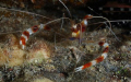 At your service...Anyt'ing for me to clean?? -Pierre (Jacques' cousin),
   Banded Boxer Shrimp 