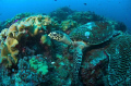 Hawksbill Turtle at Peter's Patch 