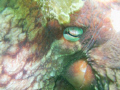this is a close up of a giant pacific octopus found in hood canal, washington the camera i used was a sea and sea xd 1200 