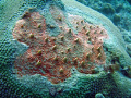 Red boring sponge on a coral head on the reef off the Pelican Grand Beach Resort in Fort Lauderdale. 
