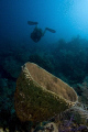 Sponge with diver, Jack Neil Beach, Utila. Canon EOS 350d, 10-22mm 