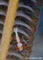 Portrait study of Imperial Commensal Shrimp on Sea Pen. Taken with D200 with 60mm lens +2T 