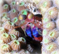 Mantis shrimp playing peek-a-boo with me. 
