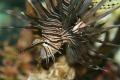 lion fish...one of the many we have around this area...taken with a canon 400D 