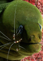 This is an image was taken during a dive in Roatan in 2007. Quite the relationship the two creatures have and share. 