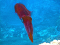 cuttlefish 