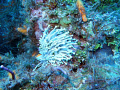 when the current in cozumel washed over this anenome it reminded me of fireworks on the 4th 