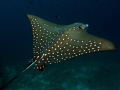 Break the rules.
Hope it works, Eagle Ray shot from behind on Makari Thila in the Maldives. Fantastic divesite.
Olympus E330, 14-54mm, single Ikelite DS125 Flash 