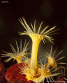 Anemone (Parazoanthus axinellae). Calanques de Cassis. Canon G10, Inon D2000 & 2XUCL165. 
