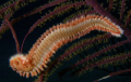 Fireworm on a Purple gorgonian was taken last spring in turks and caicos islands. Great colour composition on this photo. 