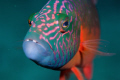 Curious parrotfish seeks conversation with equally curious diver...shot with Nikon D2X, 105mm micro-Nikkor, two Inon Z-240 strobes and Aquatica housing. 