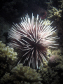 This shot is of a sea urchin taken on a night dive.  The shot was taken with a Canon PowerShot SD550 in an Ikelite housing. 