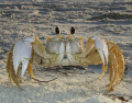 Ghost crab on the beach at Mexico Beach, Florida. 