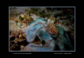 This octopus was taken at night with a Dx-1g Sea & sea camera and a Ys strobe as it transitioned between colors 