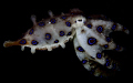 Blue-ringed octopus in Lembeh strait 