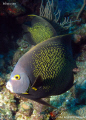 French angelfish. San Pedro, Belize. Canon Ixus 980 & Inon D2000 