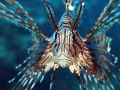 This Lionfish was quite interested in the camera and gave me the opportunity for some nice close-up shots. 