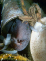 wolf eel in polyhedron. very friendly wolf eel, the polyhedron is made of pvc piping and zip tied together. shot was taken with a sea & sea dx 1200. the strobe i used was a ys 27 