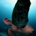 Talk to the flipper!! Turtle with attitude - Julian Rocks, Byron Bay, Australia. 