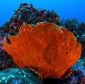 Commersons frogfish, Cocos Island, off the coast of Costa Rica - a very special treat for frogfish nerds like me!! 