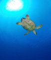 Hawksbill Turtle, Grand Cayman 